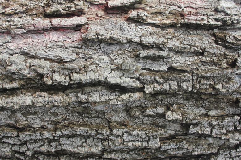 Free stock image of Tree Bark Texture created by Yinan Chen