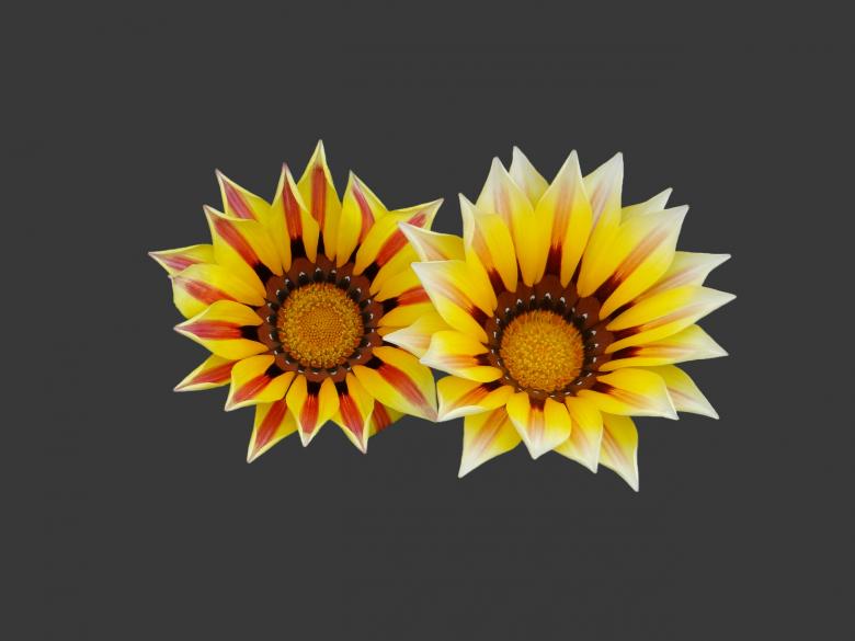 Free stock image of Yellow flower created by Matias Riquelme