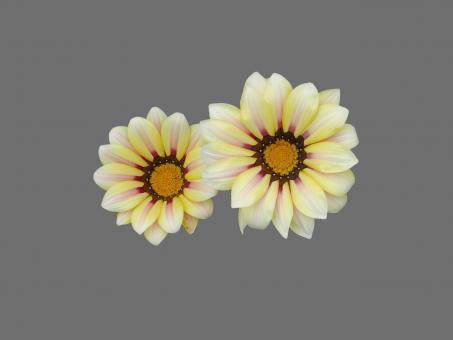 White flower - Free Stock Photo