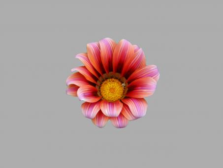 Red flower - Free Stock Photo