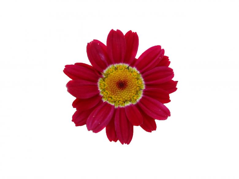 Free stock image of Red flower created by Matias Riquelme