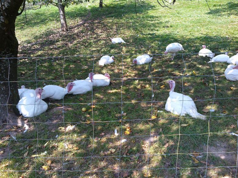 Free stock image of White turkeys created by Laura Dambite