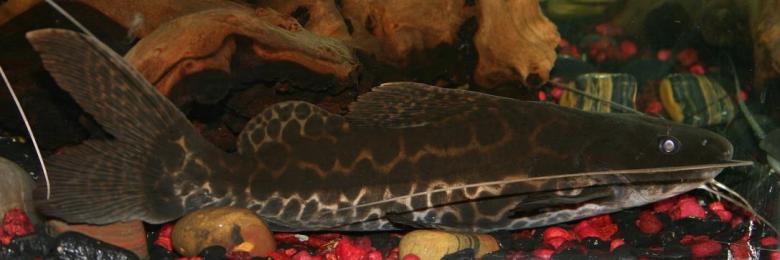 Free stock image of Rare hybrid catfish RTC x Marble or MRTC created by Clifford M. Kinsman