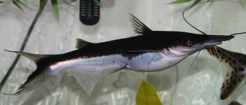 Lima Shovelnose Catfish - Free Stock Photo