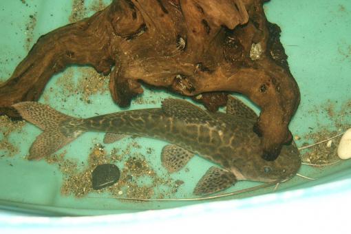 MRTC marble catfish x redtail catfish - Free Stock Photo