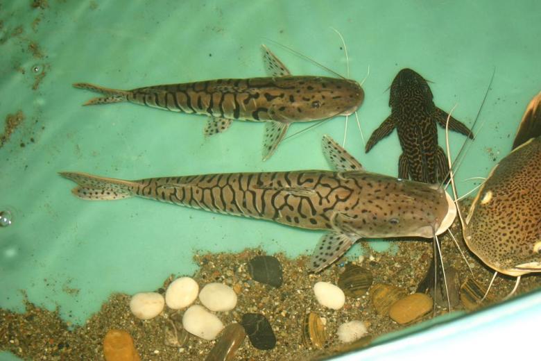 Free stock image of Friends in the pond created by Clifford M. Kinsman