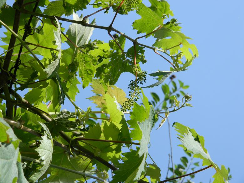 Free stock image of Fruit Plant created by badoiu valentin