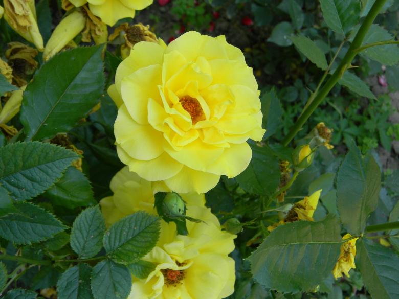 Free stock image of Yellow flower created by badoiu valentin