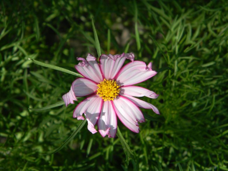 Free stock image of Flower created by badoiu valentin