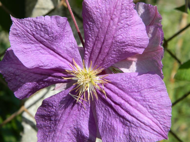 Free stock image of Purple flower created by badoiu valentin