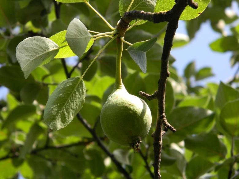 Free stock image of Fruit created by badoiu valentin