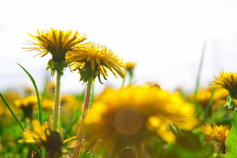 Free stock image of Dandelions created by 2happy
