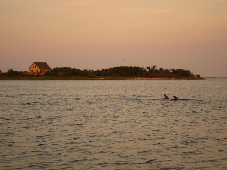 Free stock image of Swimming Dolphins created by Brian
