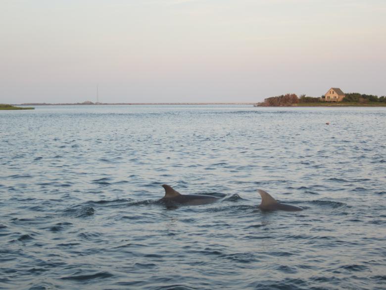 Free stock image of Dolphins created by Brian