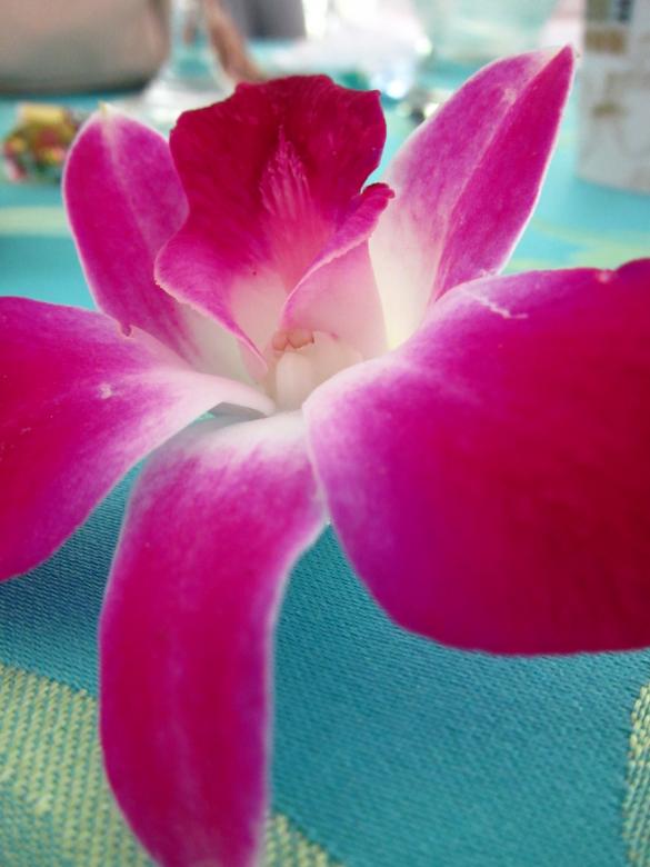 Free stock image of Flower created by Brian