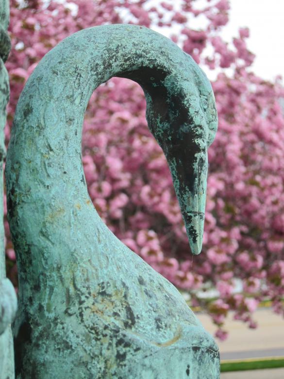 Free stock image of Swan created by Brian