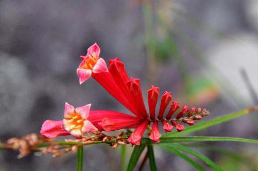 Tropical Flower - Free Stock Photo