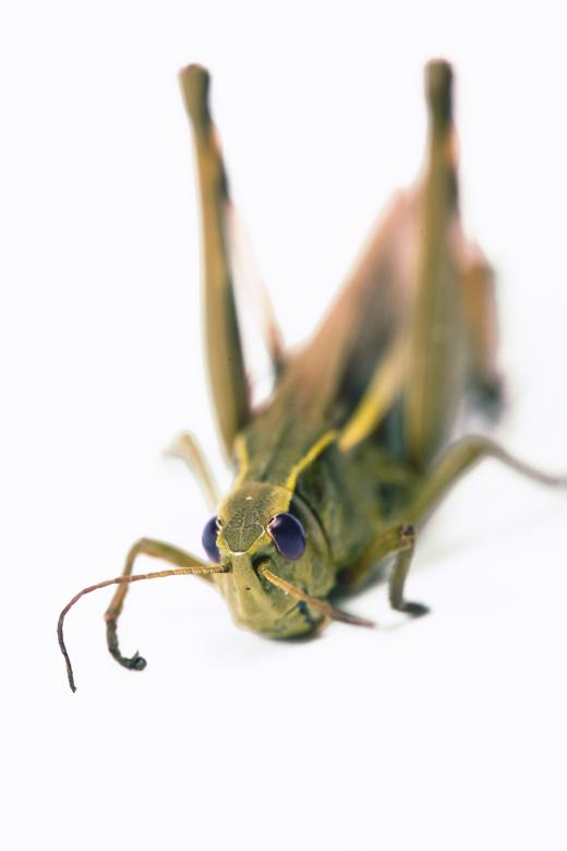 Free stock image of Grasshopper created by 2happy