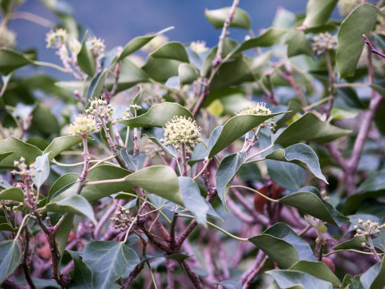 Free stock image of Plant created by Alen
