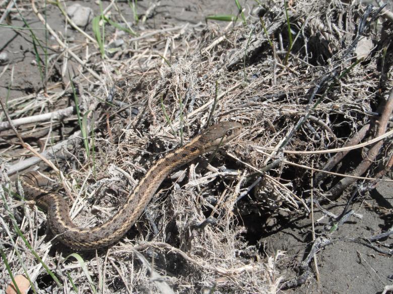 Free stock image of Plains Garter Snake created by Clifford M. Kinsman