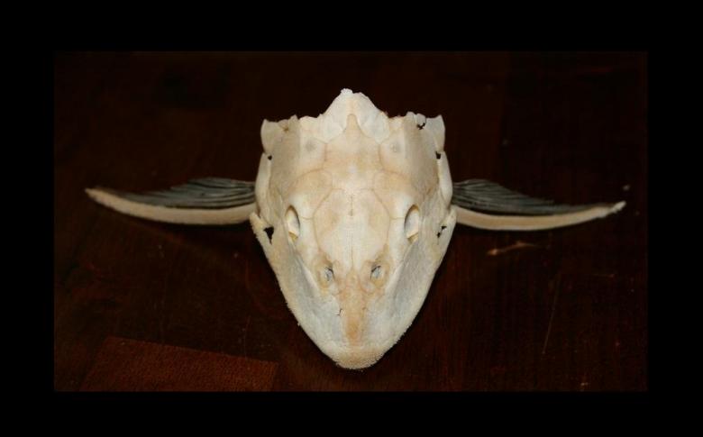 Free stock image of Pleco Skull created by Clifford M. Kinsman