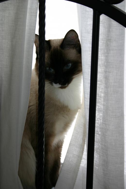 Free stock image of Window Cat created by Clifford M. Kinsman