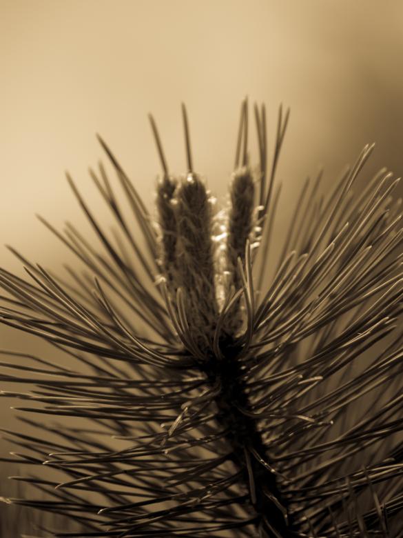 Free stock image of Pine branch created by Alen