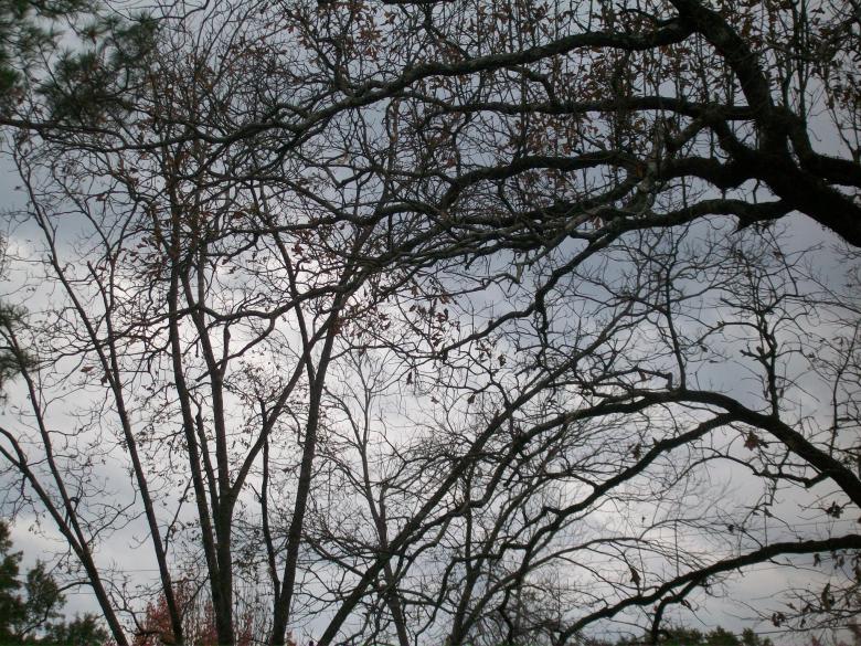 Free stock image of Winter Sky created by Kathryn Morse