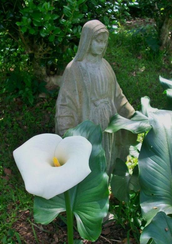 Free stock image of Blessed Virgin with Calla Lily created by Kathryn Morse
