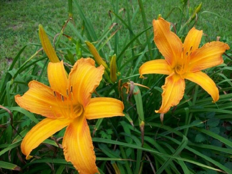 Free stock image of Orange Day Lily with Bronze created by Kathryn Morse