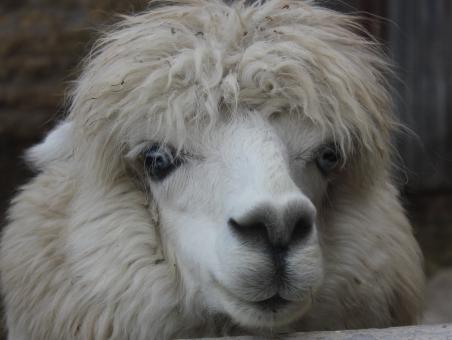 Alpaca - Free Stock Photo