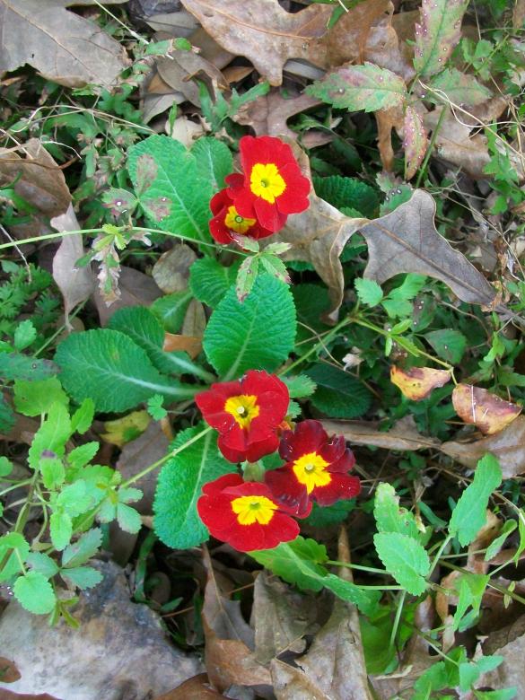 Free stock image of Primrose created by Kathryn Morse