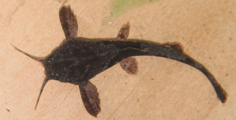 Free stock image of Banjo Catfish created by Clifford M. Kinsman