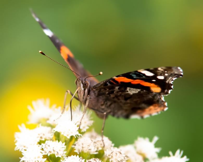 Free stock image of Butterfly gathering pollen created by agphotostock.com