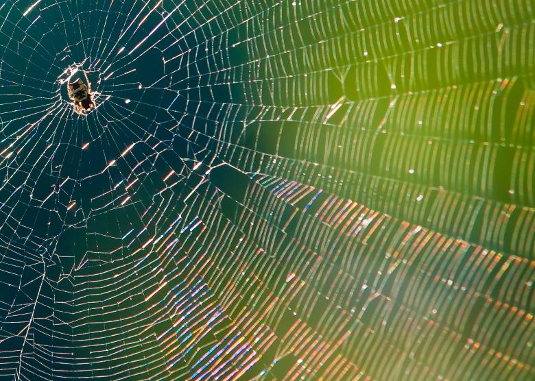 Free stock image of Spider in web created by agphotostock.com