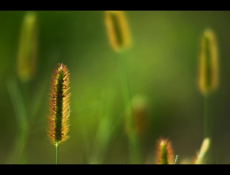 Free stock image of Grass created by agphotostock.com