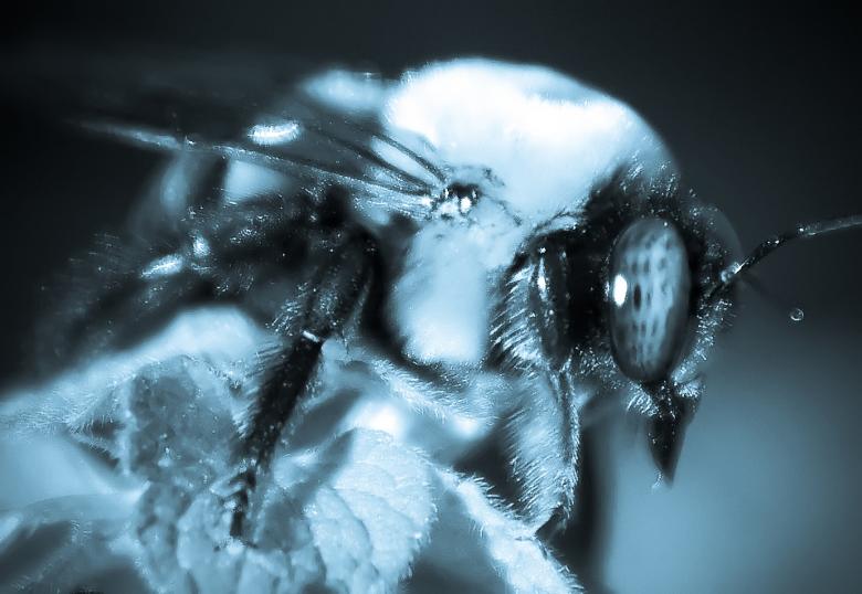 Free stock image of Bumble bee macro created by agphotostock.com