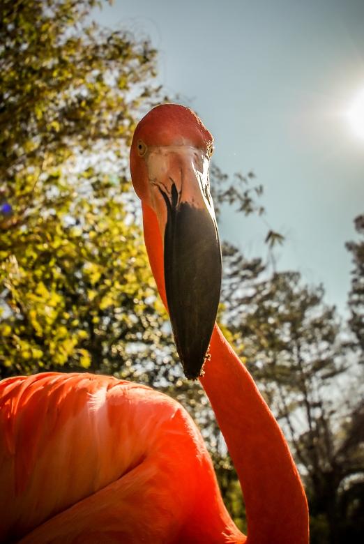 Free stock image of Flamingo created by agphotostock.com