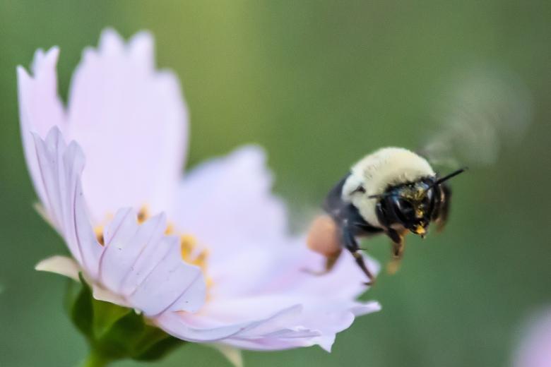 Free stock image of Bumble bee created by agphotostock.com