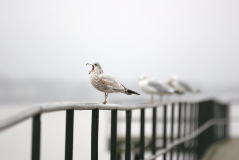 Free stock image of Seagull singing created by agphotostock.com