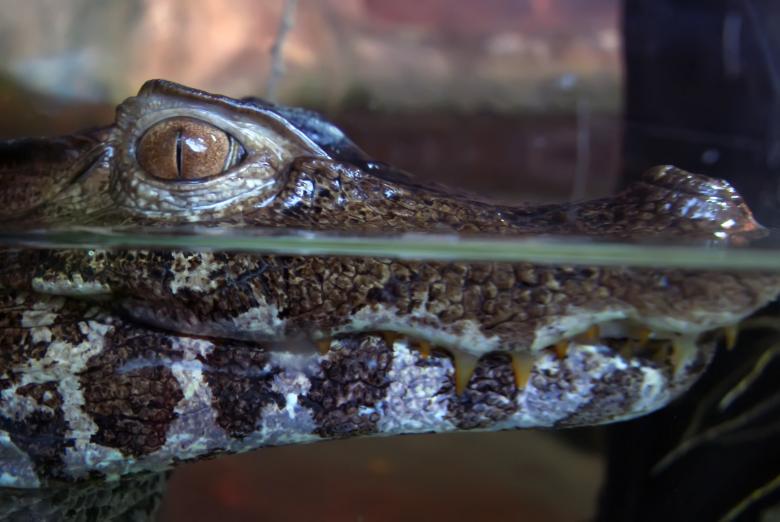 Free stock image of Alligator created by agphotostock.com