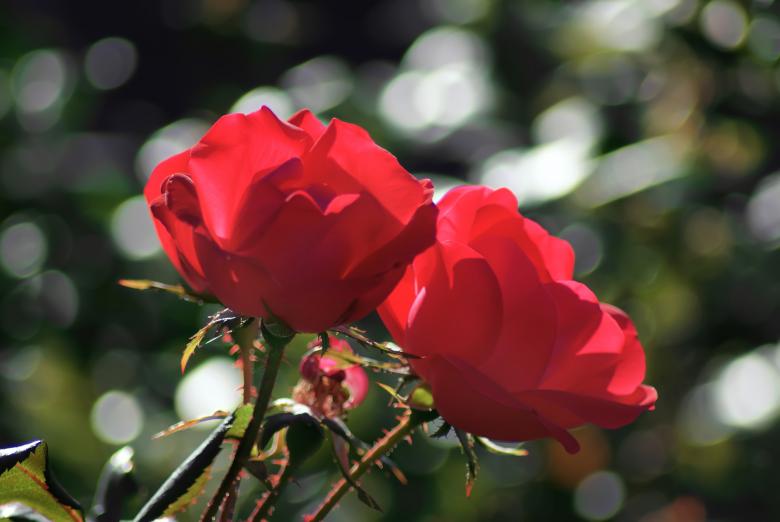 Free stock image of Two red roses created by agphotostock.com