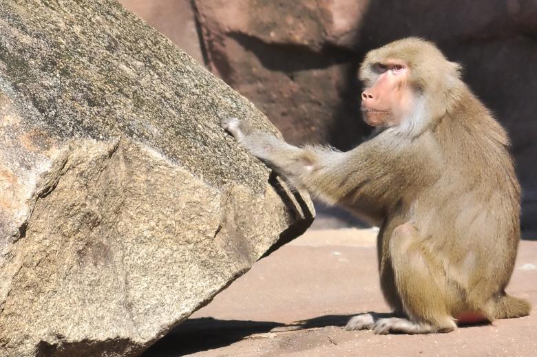 Free stock image of Monkey percussion created by agphotostock.com