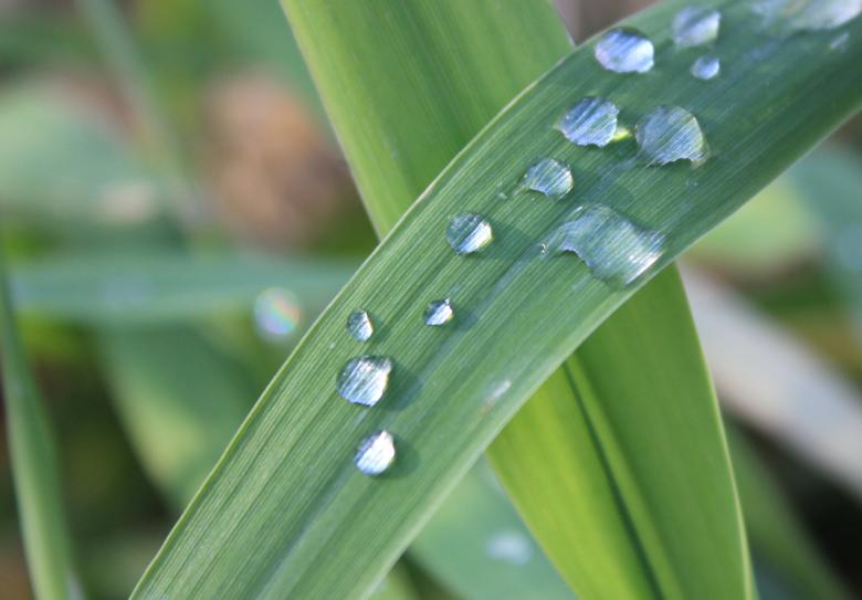 Free stock image of Grass with Dew created by Yinan Chen
