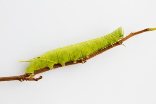 Caterpillar on a twig - Free Stock Photo