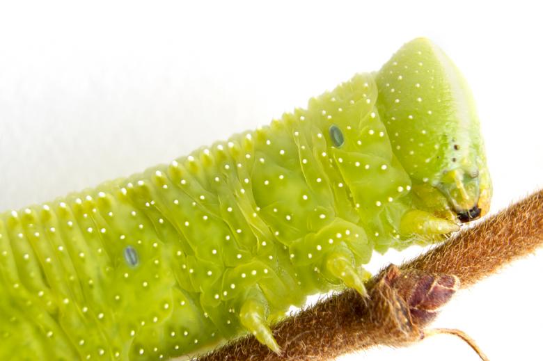 Free stock image of Caterpillar on a twig - close-up created by Gina145