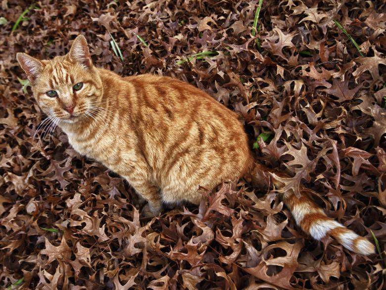 Free stock image of Autumn cat 1 created by Gina145