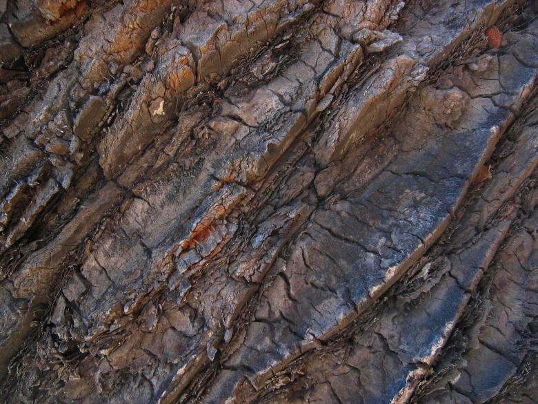 Free stock image of Palm texture created by Gina145