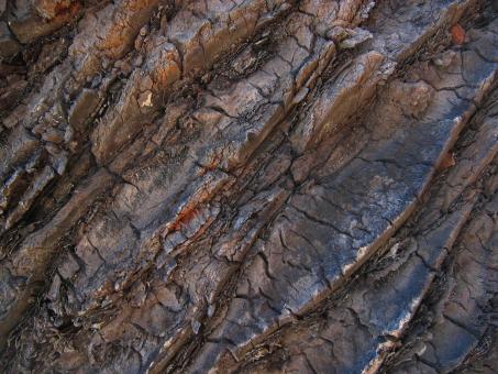 Palm texture - Free Stock Photo