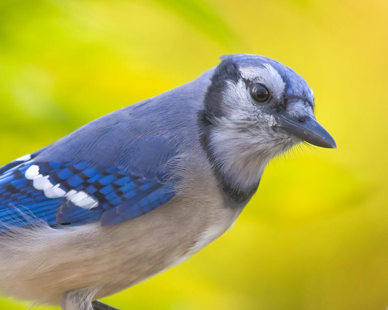 Free stock image of Blue Jay created by Geoffrey Whiteway